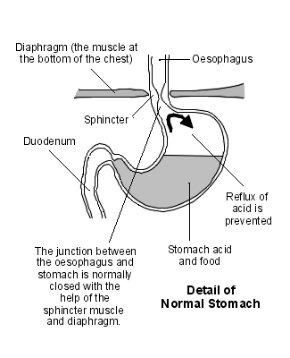 noraml stomach